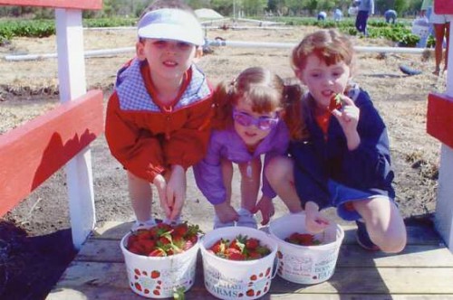 Catie, Maggie, and Max go strawberry picking with Grammy